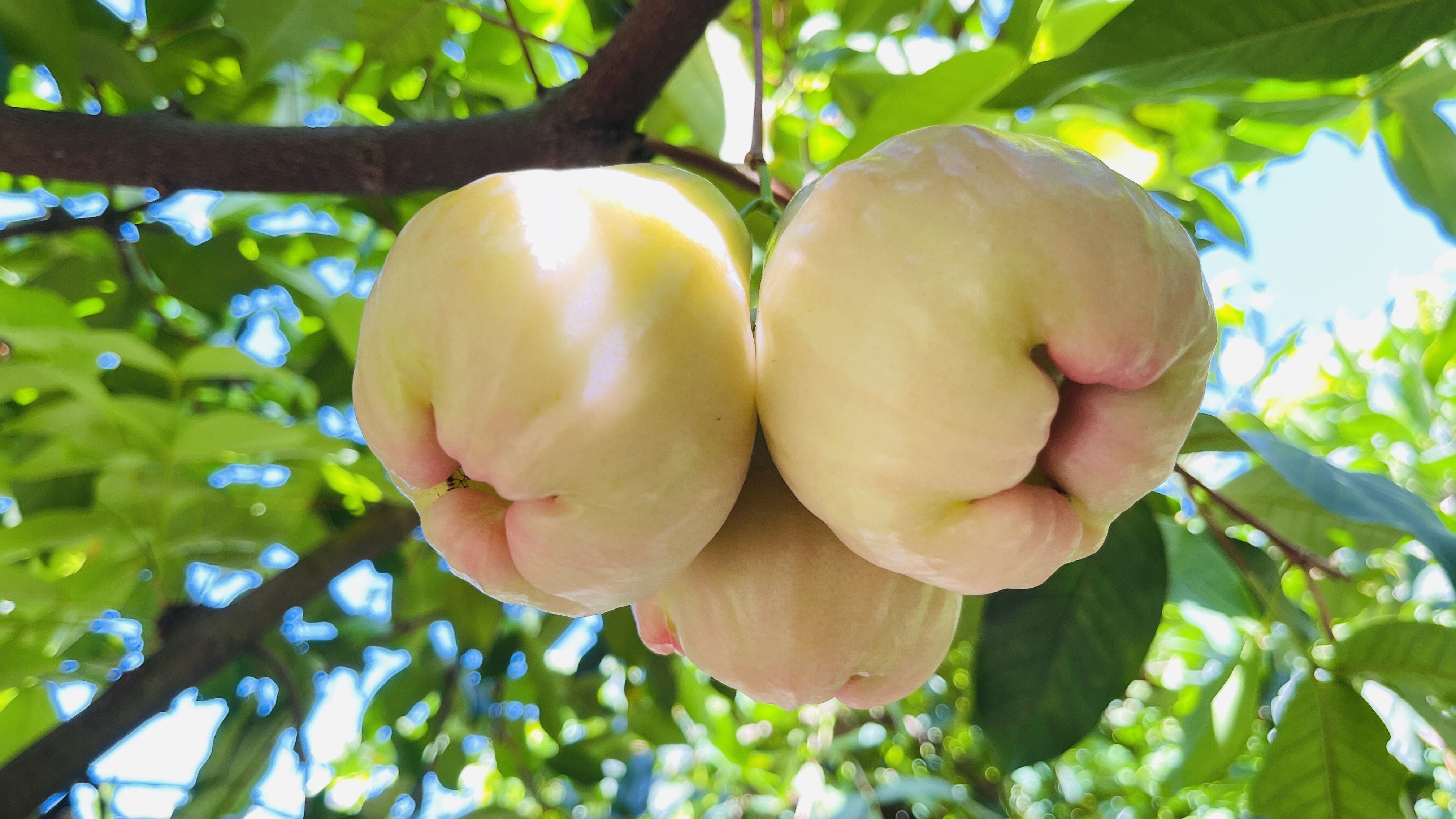 峰市:香水莲雾喜丰收-龙岩市永定区人民政府